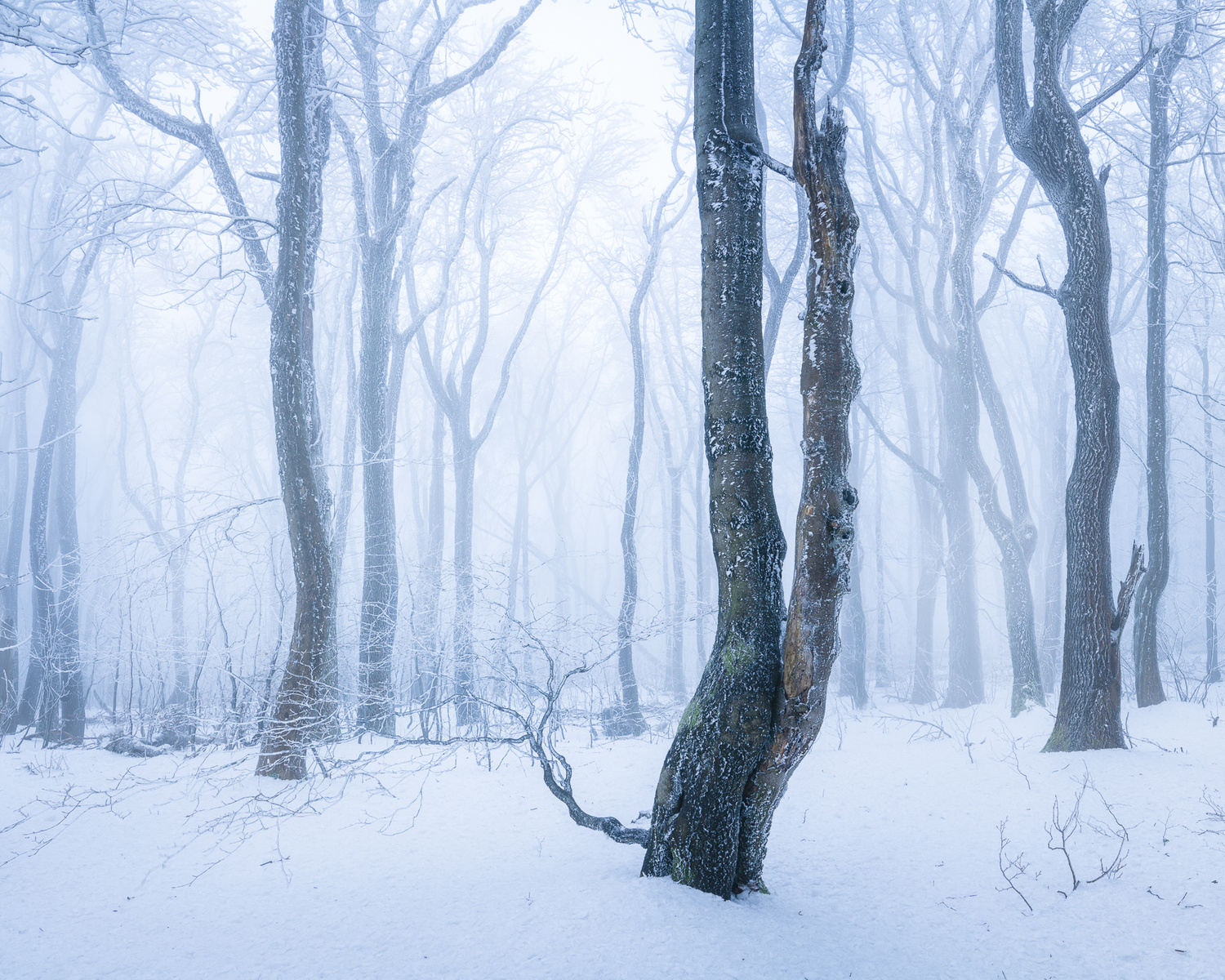 Mrazivý les, Bílé Karpaty, prosinec 2020